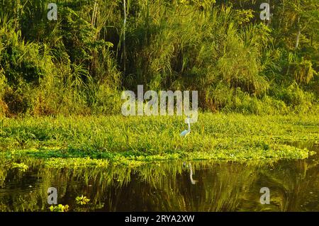 Grande Egret in Amazzonia peruviana Foto Stock