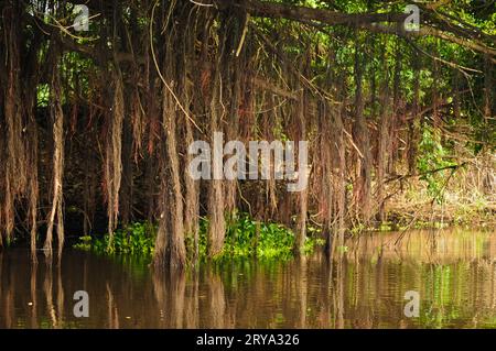 Laguna e fogliame nell'Amazzonia peruviana Foto Stock