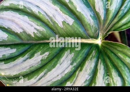 Stabilimento di caladio nella foresta pluviale amazzonica, Perú. Foto Stock