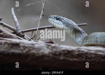 Il serpente di ratto giapponese (Elaphe climacophora) è un serpente di medie dimensioni che si trova in tutto l'arcipelago giapponese. Foto Stock