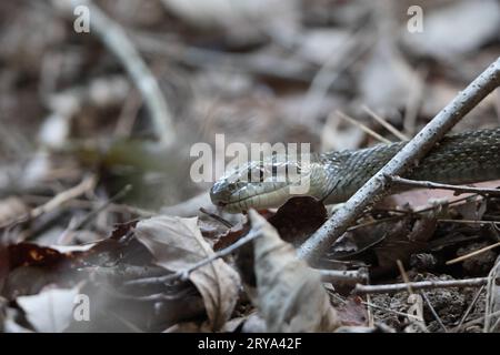 Il serpente di ratto giapponese (Elaphe climacophora) è un serpente di medie dimensioni che si trova in tutto l'arcipelago giapponese. Foto Stock