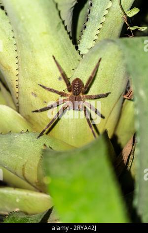 Phoneutria fera (ragno di banana) Foto Stock