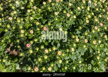 Struttura astratta full-frame sfondo di fiori di crisantemo autunnale in erba in un vaso soleggiato all'aperto Foto Stock