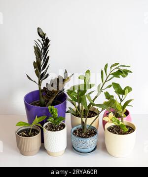 Zamioculcas zamiifolia diversa varietà rara e nuova di piante isolate su fondo bianco Foto Stock