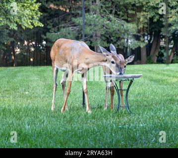 Vista ravvicinata di una madre cervo e del suo capezzolo, mentre bevi un drink da un bagno di uccelli in un grande giardino erboso Foto Stock