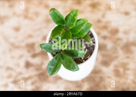 Zamioculcas zamiifolia Zenzi pianta vista ad alto angolo. Messa a fuoco selettiva con sfondo sfocato. Foto Stock