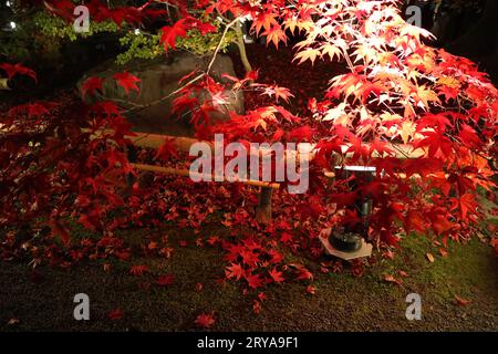 Foglie autunnali e illuminazione nel tempio di Eikando, Kyoto, Giappone Foto Stock