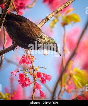 Uccello TUI arroccato su un ramo con fiori rosa. Formato verticale. Foto Stock