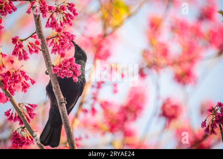 Gli uccelli TUI si nutrono di dolce nettare sui fiori rosa in primavera. Foto Stock