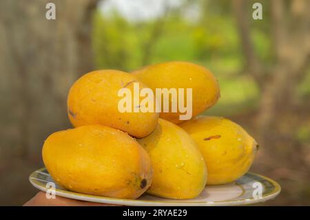 uomo che tiene un cestino di vimini con gustosi manghi all'aperto. primo piano del Mango giallo Cestello pieno di manghi gialli maturi. mango maturo fresco accumulato Foto Stock