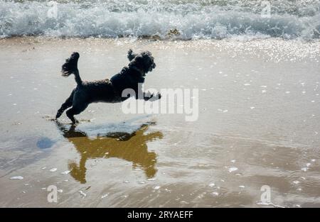 Un piccolo cane nero che corre a tutta velocità verso le onde in arrivo sulla spiaggia. Foto Stock