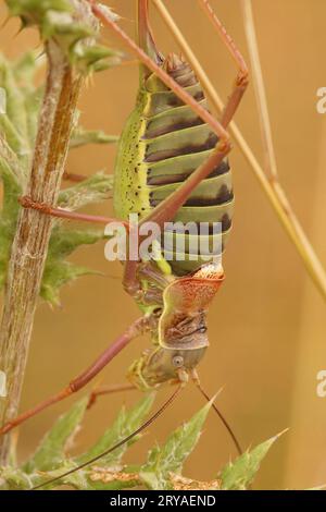 Primo piano naturale sulla grande femmina mediterranea occidentale sellino Cricket, Ephippiger diurnus Foto Stock