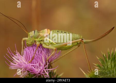 Primo piano naturale sul grande cespuglio occidentale mediterraneo, Ephippiger diurnus su una knapweed viola Foto Stock