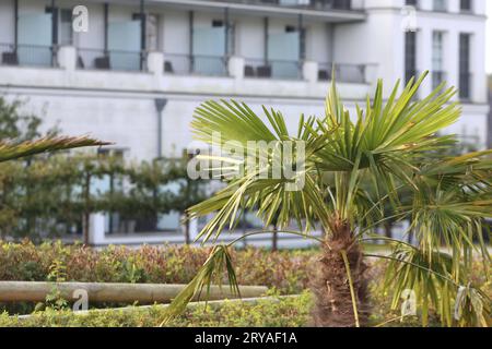 Blick am Donnerstag 28.09.2023 in Zingst Landkreis Vorpommern Rügen auf eine Palme am Zugang zur Seebrücke mit einem Hotel im Hintergrund. Nel Meclemburgo Vorpommern neigt sich die Saison allmählich dem Ende zu. Die letzten Strandkörbe sind mehr und mehr verwaist und in einigen Restaurants kehrt nach und nach wieder etwas Ruhe ein. Dennoch bleibt das Land für zahlreiche Touristen ein beliebtes Urlaubsziel. Cappello denn die Tourismusbranche in den zurückliegenden Jahren sehr viel in saisonverlängernde Maßnahmen investiert. Quindi gibt es mittlerweile im Nordosten u.a. auch während der Herbstmonate Diver Foto Stock