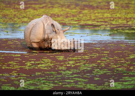 Primo piano di un rinoceronte cornuto più grande che si nutre in un lago ricoperto di alghe rosse al Kaziranga National Park, Assam Foto Stock