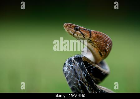 Profilo laterale ravvicinato di un serpente con testa in rame che mostra i dettagli e la colorazione della testa Foto Stock