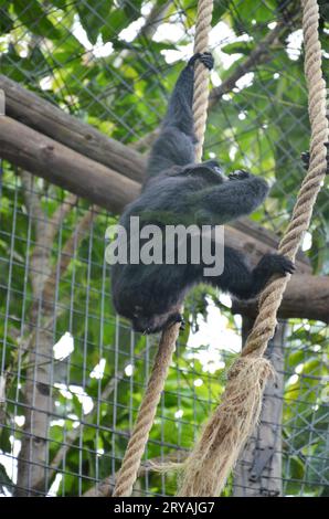 Siamang nel Jungle Park a Tenerife, Spagna Foto Stock