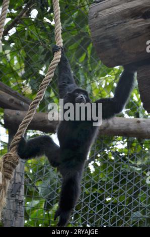 Siamang nel Jungle Park a Tenerife, Spagna Foto Stock