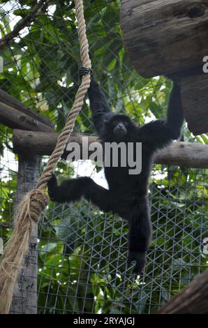 Siamang nel Jungle Park a Tenerife, Spagna Foto Stock