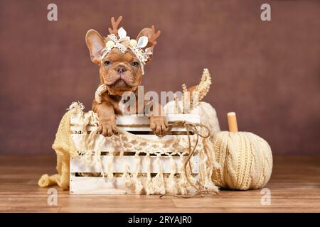 Grazioso cucciolo Bulldog francese con corna di renna nella scatola davanti a sfondo marrone con decorazioni in stile boho Foto Stock