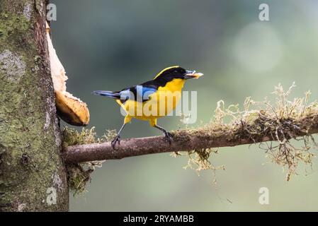 Tanager di montagna dalle spalle blu (Anisognathus somptuosus) su esca di banana in Ecuador Foto Stock