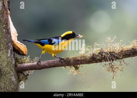 Tanager di montagna dalle spalle blu (Anisognathus somptuosus) su esca di banana in Ecuador Foto Stock