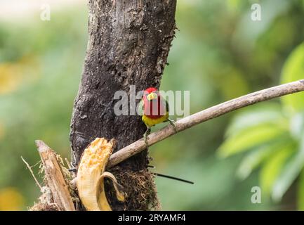 Barbet maschio a testa rossa (Eubucco bourcierii) su esca di banana in Ecuador Foto Stock