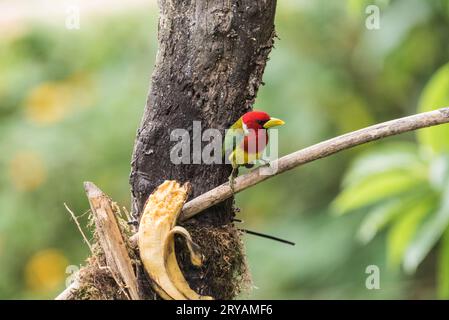 Barbet maschio a testa rossa (Eubucco bourcierii) su esca di banana in Ecuador Foto Stock