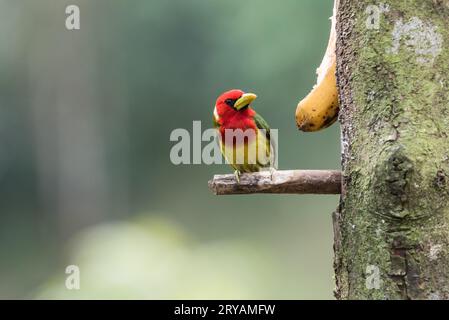 Barbet maschio a testa rossa (Eubucco bourcierii) su esca di banana in Ecuador Foto Stock