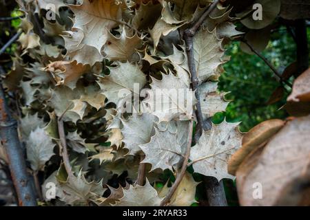 Foglie di quercia di Kermes essiccate (Quercus coccifera) nella foresta dell’Himachal Pradesh, India Foto Stock