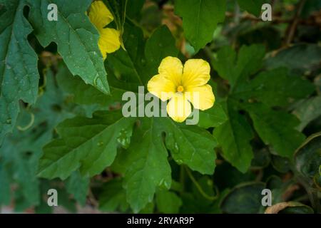 Melone amaro, fiore giallo Momordica charantia che fiorisce in un giardino indiano. Foto Stock