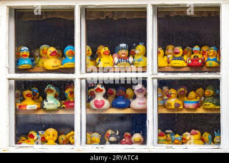 Collezione di anatre in gomma in una vetrina a Skagway, Alaska, USA Foto Stock
