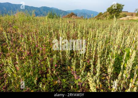 Abbondante crescita di Verbascum thapsus, il grande mullein, nei prati himalayani, Uttarakhand, India. Foto Stock