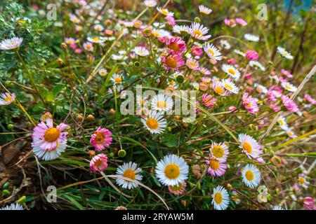 Leucanthemum vulgare, comunemente noto come i fiori a margherita a occhio di bue in piena fioritura sulle colline pedemontane dell'Himalaya. Uttarakhand India. Foto Stock