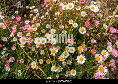 Leucanthemum vulgare, comunemente noto come i fiori a margherita a occhio di bue in piena fioritura sulle colline pedemontane dell'Himalaya. Uttarakhand India. Foto Stock