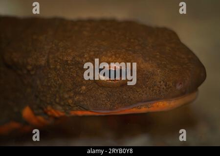 Primo piano facciale naturale su un grande e minacciato newt di verruche vietnamita Tam-Dao, Paramesotriton deloustali, sott'acqua Foto Stock