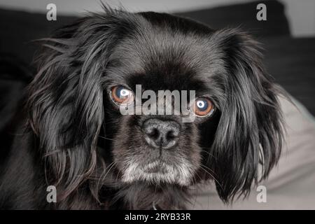 Pug, Shitsu e King Charles Cavalier, cane di razza mista - ritratto Foto Stock