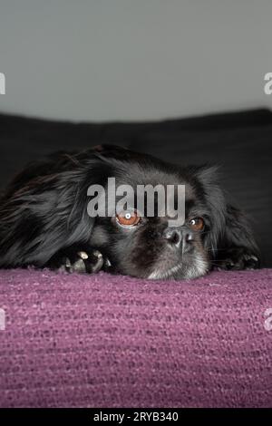 Pug, Shitsu e King Charles Cavalier, cane di razza mista - ritratto Foto Stock
