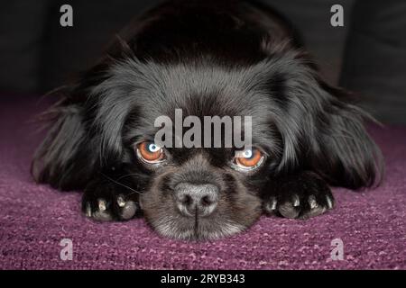 Pug, Shitsu e King Charles Cavalier, cane di razza mista - ritratto Foto Stock