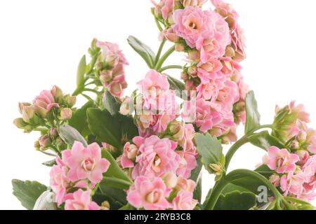 Kalanchoe Calandiva fiori Foto Stock