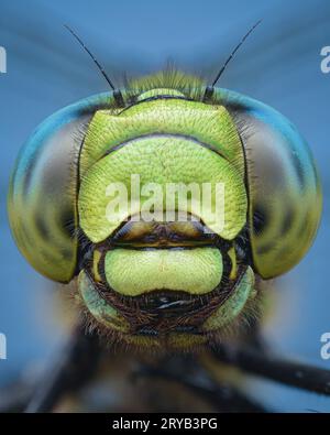Ritratto simmetrico di una libellula verde e blu, sfondo blu (falco meridionale o falco blu, Aeshna cyanea) Foto Stock