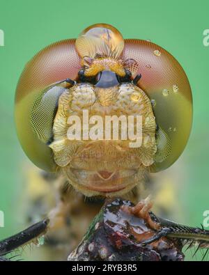 Ritratto di una libellula con gocce di pioggia su occhi e viso, sfondo verde (Common Darter, Sympetrum striolatum) Foto Stock