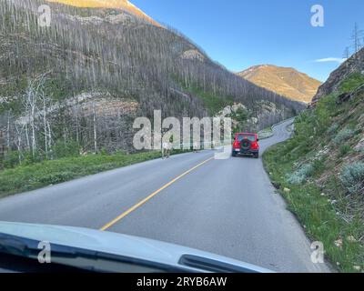 Waterton Park, AB Canada - 29 maggio 2023: Big Horn Sheep lungo la strada al Waterton Lake National Park a Waterton Park, AB Canada. Foto Stock