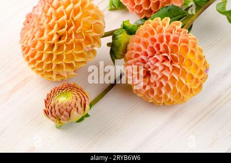 Arancio fiori dalia Foto Stock