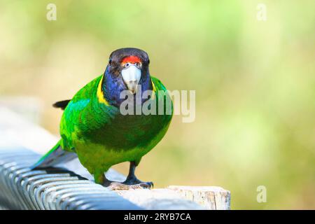 Primo piano di un ventotto pappagallo, Barnardius zonarius sottospecie semitorquatus, una sottospecie del pappagallo australiano, Australia occidentale. Foto Stock