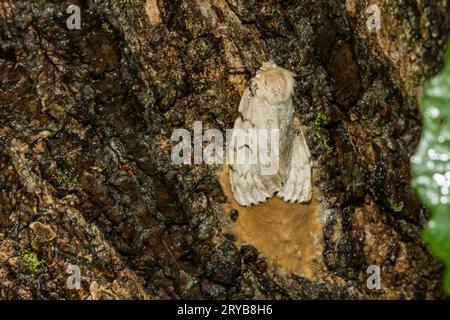 Massa di uova spugnose Moth - Lymantria dispar Foto Stock