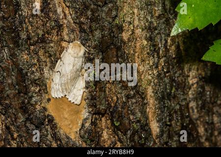 Massa di uova spugnose Moth - Lymantria dispar Foto Stock