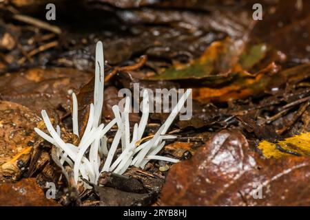 Fairy Fingers - Clavaria fragilis Foto Stock