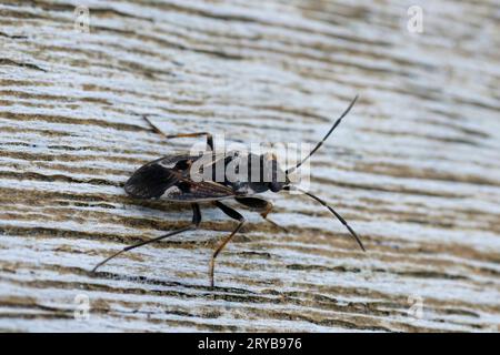 Primo piano naturale su un insetto di terra grande, allungato e a gambe lunghe , Rhyparochromus vulgaris seduto sul legno Foto Stock