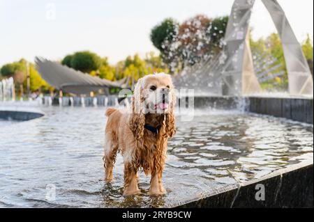 Un cane carino che fa un bagno nella fontana della città in una giornata termale calda Foto Stock